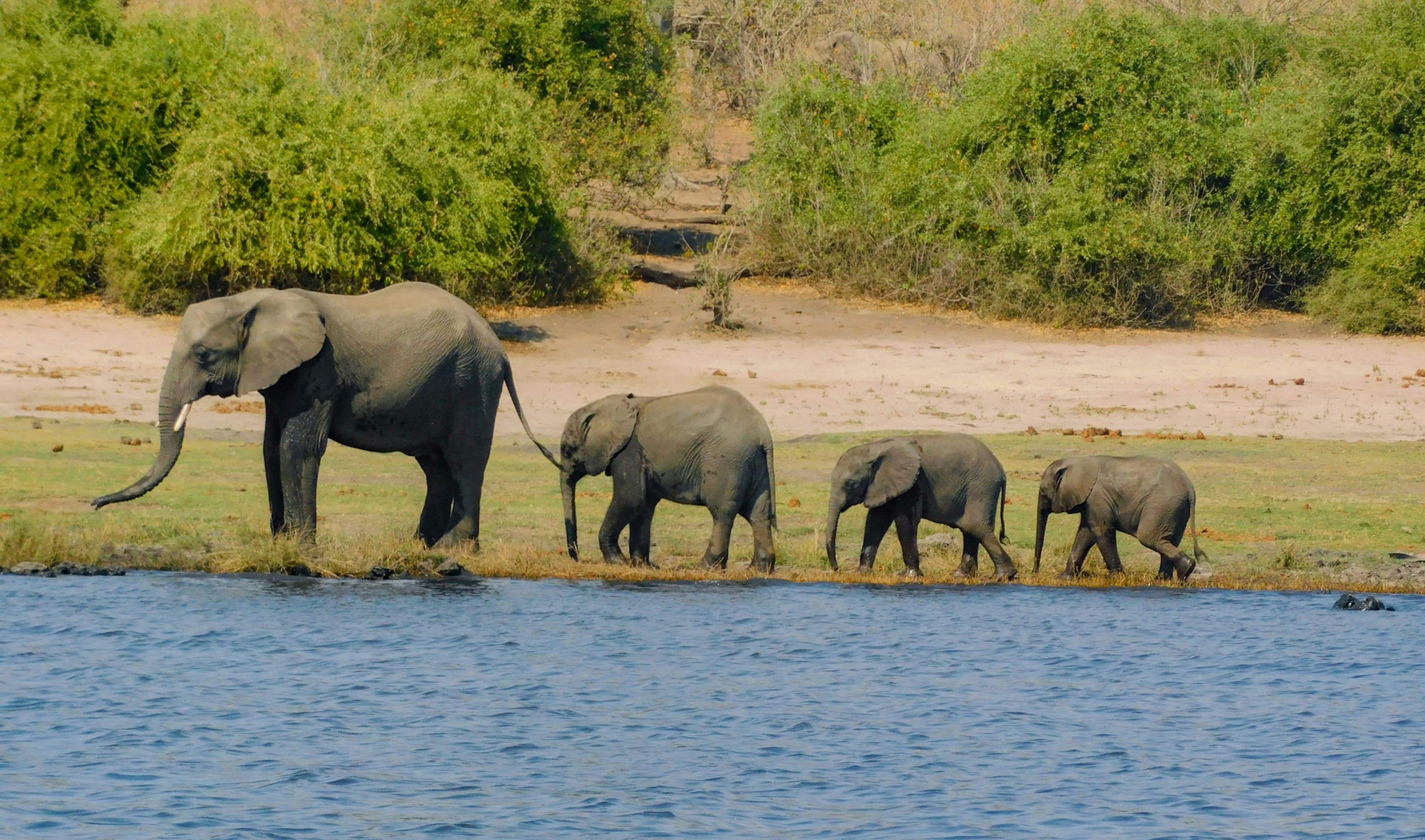 8 Days Selous & Ruaha Southern Safari
