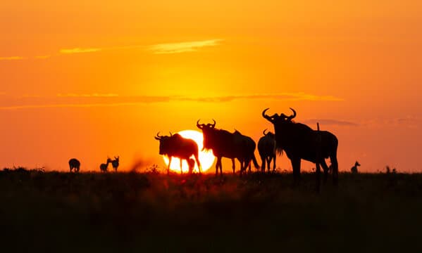 4-Day Tarangire & Ngorongoro Crater Group Joining Safari
